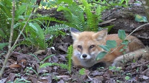 Red Fox resting Stock Footage 97032738