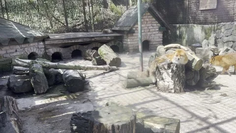 Red fox resting on a wooden log structure in a zoo enclosure Stock Footage 340079333