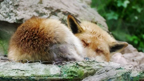 Red fox rests peacefully on mossy rocks in a forest during a quiet afternoon nap Stock Footage 334092536