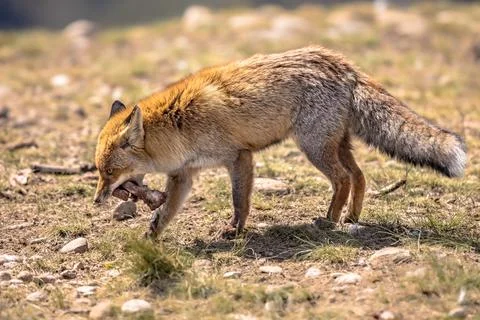 Red fox rocky environment Stock Photos