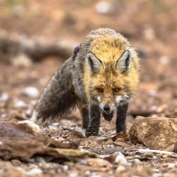 Red fox rocky environment Stock Photos
