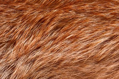 Red fox rough fur texture Stock Photos