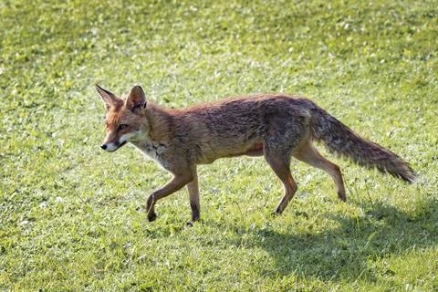 Red Fox on the run Fotos Stock