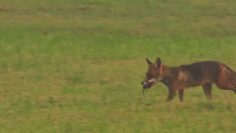 Red fox running across meadow with prey in the mouth Stock Footage 330471544