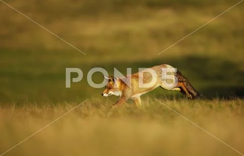 Red fox running along the field in the evening Stock Photos