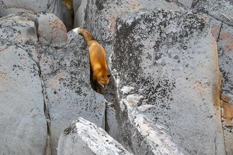 Red fox running down a rocky shoreline 库存照片
