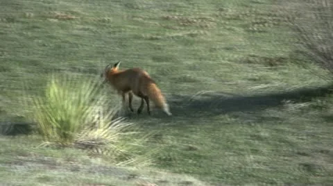 Red Fox Running Vídeos de archivo 12593969