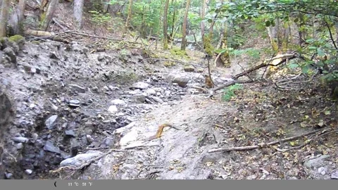 Red Fox Running in Forest Creek Bed - Trail Cam Footage Stock Footage 341804558