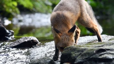 Red fox running in forest Stock Footage 122032984