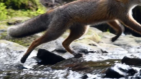 Red fox running in forest Stock Footage 122033596