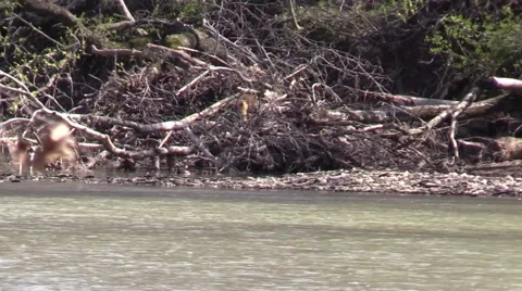 Red fox running on log wildlife Stock Footage 50411053