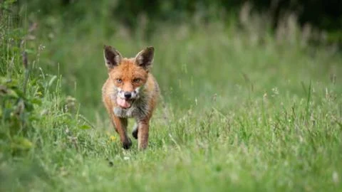 Red Fox Running Through Green Grass in Summer Stock Photos