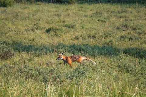Red Fox Running through the Meadow, Yellowstone National Park, Wyoming Stock Photos