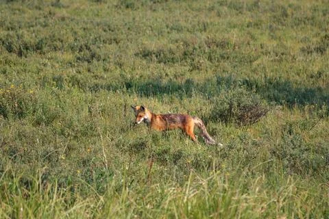 Red Fox Running through the Meadow, Yellowstone National Park, Wyoming Stock Photos