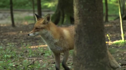 Red Fox Runs Through the Forest, Looks into the Camera for a Moment Video stock 268725195
