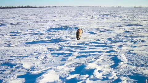 A red fox runs through the snow Stock Footage 294706820