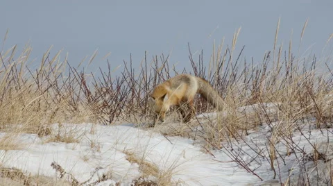 Red Fox in Sand Dunes Stock Footage 48659618