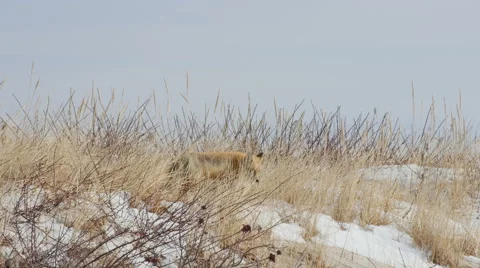 Red Fox in Sand Dunes in Winter Stock Footage 48659438