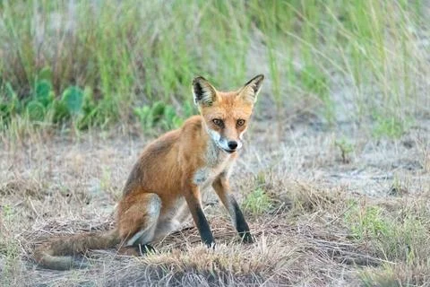 Red Fox in Sandy Hook, New Jersey during Summer, 2024 Stock Photos
