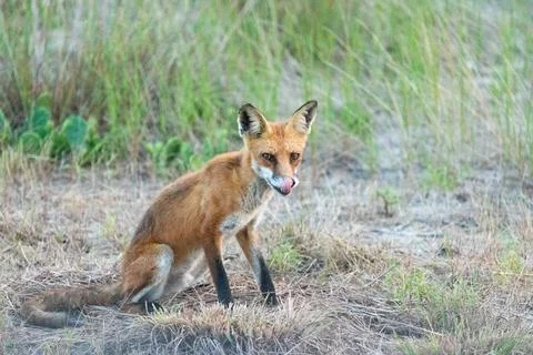 Red Fox in Sandy Hook, New Jersey during Summer, 2024 Foto stock