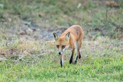 Red Fox in Sandy Hook, New Jersey during Summer, 2024 Stock Photos