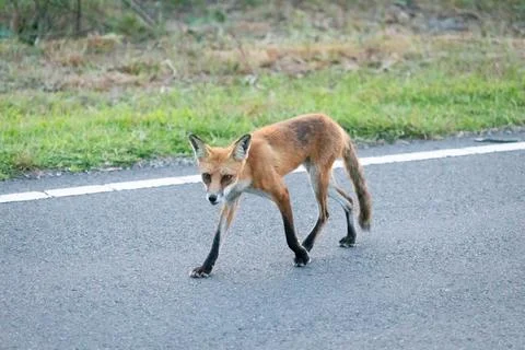 Red Fox in Sandy Hook, New Jersey during Summer, 2024 Stock Photos