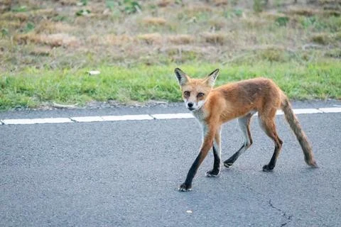 Red Fox in Sandy Hook, New Jersey during Summer, 2024 Foto stock