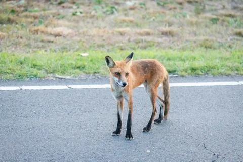 Red Fox in Sandy Hook, New Jersey during Summer, 2024 Stock Photos