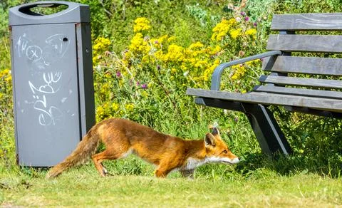 Red fox scavenging in a park Stock Photos
