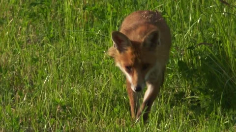 Red fox scent marking in spring meadow Stock Footage 327325285