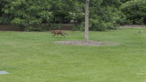 A red fox scuttling amongst the trees in a park. Stock Footage 118303202