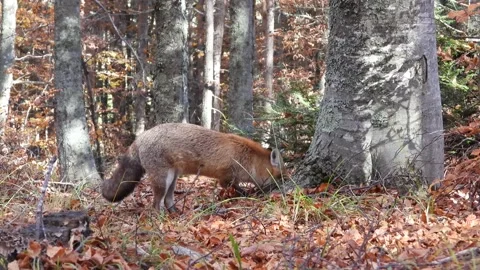 Red fox searching at the roots of a tree Stock Footage 167917091