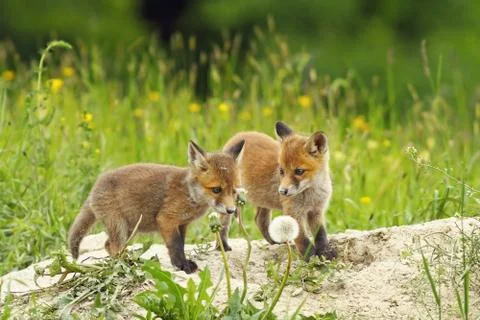 Red fox siblings Stock Photos