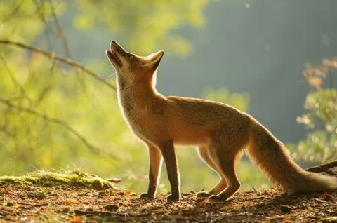 Red fox from side standing in beauty autumn backllight and looking up Stock Photos