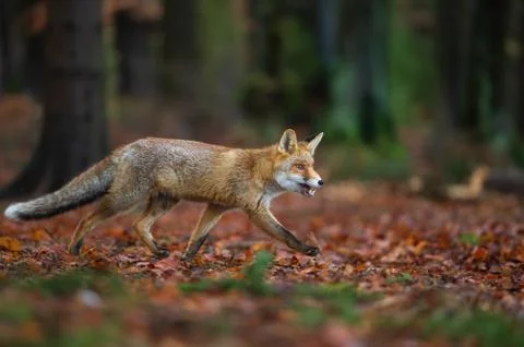 Red fox from side view in the deep forest. Walking fox on autumn wit fallen 스톡 사진