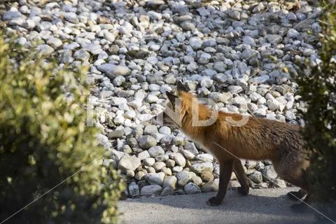 Red fox on sidewalk Stock Photos
