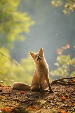 Red fox siitng in backlight during Indian summer Stock Photos
