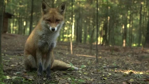 The Red Fox Sits Beautifully in the Forest and Yawns Stock Footage 268725258