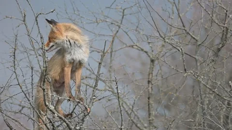 A red fox sits on a bush and looks around, and leave. Vulpes vulpes Stock-Footage 190064182