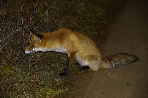 A red fox sits on the side of a field road with its long tail across the traf Stock Photos