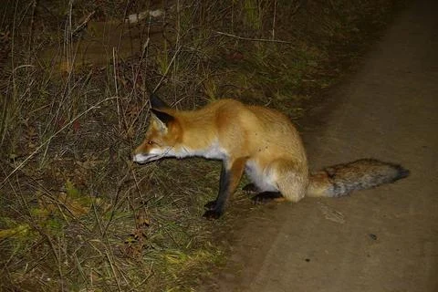 A red fox sits on the side of a field road with its long tail across the traf Stock Photos