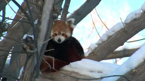Red Fox sits in tree Stock Footage 21525928
