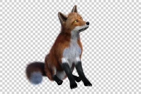 Red Fox sitting 3D render isolated on transparent background Stock Illustration