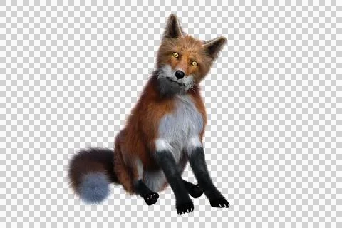 Red Fox sitting 3D render isolated on transparent background Stock Illustration