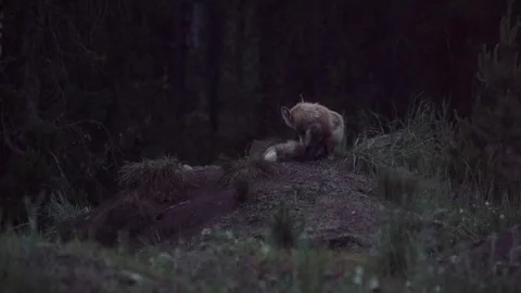 Red fox sitting and preening in dark forest Stock Footage 312002764