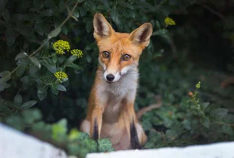 Red Fox Sitting in a Green Forest Stock Photos