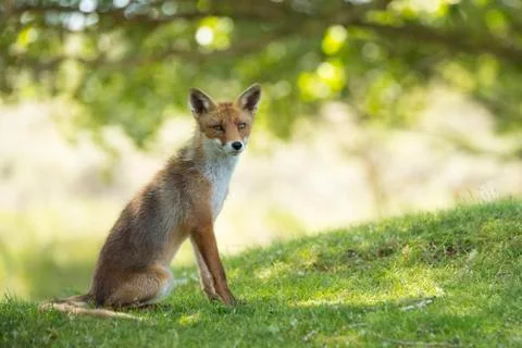 Red fox, sitting Stock Photos