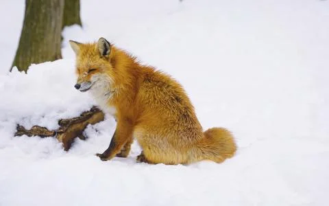 A red fox is sitting in the snow Foto stock