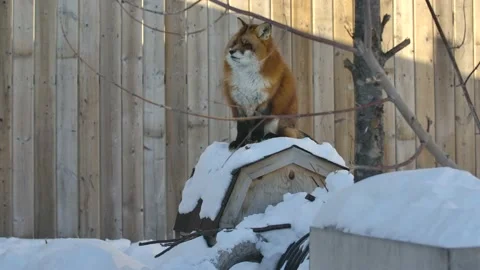 Red fox sitting on top of doghouse slow motion snowflakes fall Stock Footage 170836851