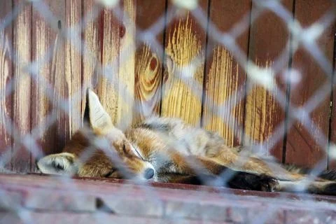 Red Fox Sleeping in a Cage Stock Photos